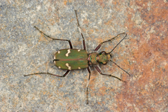 Cicindela desertorum