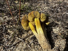 Hygrocybe conicoides