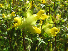 Rhinanthus minor