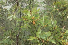 Acacia obliquinervia