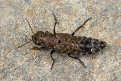 Ontholestes murinus