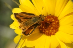 Hylephila fasciolata