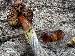 Hygrocybe conicoides