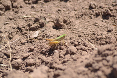 Dichromorpha prominula