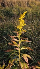 Solidago gigantea