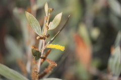 Acacia stipuligera