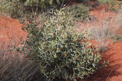 Acacia stipuligera