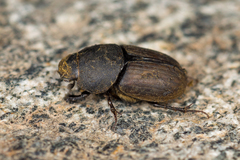 Colobopterus