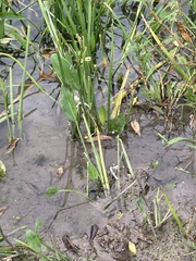 Sagittaria platyphylla