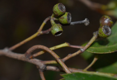 Eucalyptus acmenoides