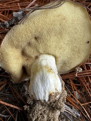 Suillus brevipes