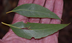 Eucalyptus acmenoides