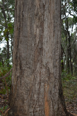 Eucalyptus acmenoides