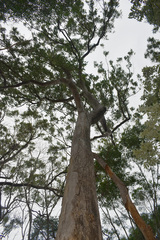 Eucalyptus acmenoides