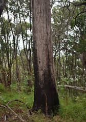 Eucalyptus acmenoides