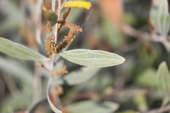 Acacia stipuligera