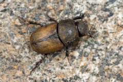 Colobopterus