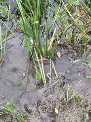 Sagittaria platyphylla