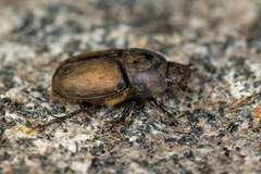 Colobopterus