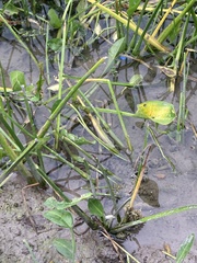 Sagittaria platyphylla