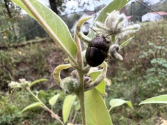 Orsilochides guttata