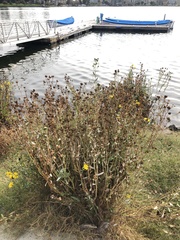 Grindelia stricta angustifolia