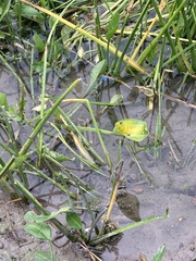 Sagittaria platyphylla