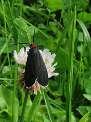 Ctenucha