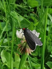 Ctenucha