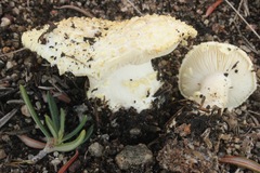 Cercopemyces crocodilinus