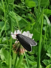 Ctenucha