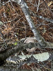Trametes hirsuta