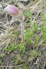 Pulsatilla montana