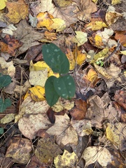 Smilax
