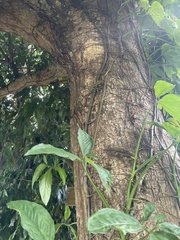 Anolis evermanni