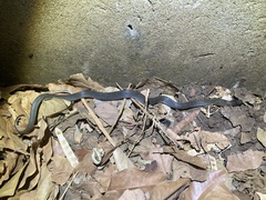 Crotaphopeltis hotamboeia