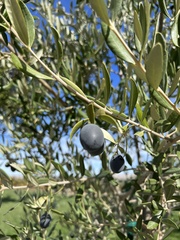 Olea