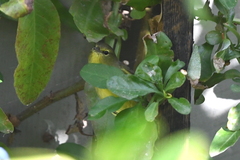Leiothlypis celata lutescens