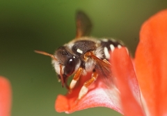 Anthidium chilense