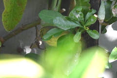 Leiothlypis celata lutescens