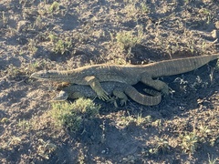Varanus panoptes panoptes