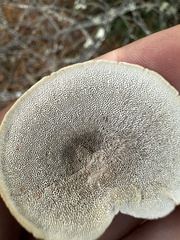 Trametes hirsuta
