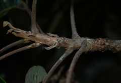 Canarium australianum