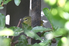 Leiothlypis celata lutescens