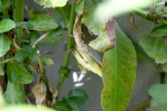 Leiothlypis celata lutescens