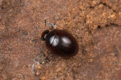 Leiodidae