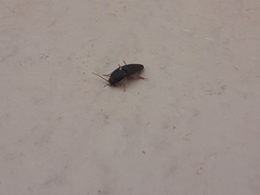 Heteroderes amplicollis