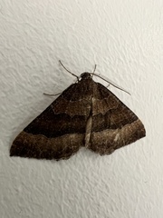 Scotopteryx chenopodiata