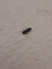 Heteroderes amplicollis