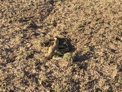 Varanus panoptes panoptes